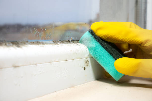 Best Crawl Space Mold Removal  in Trempealeau, WI