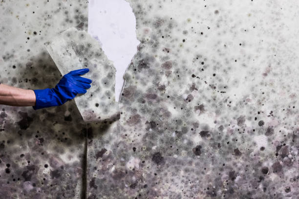 Best Same-Day Mold Removal  in Trempealeau, WI